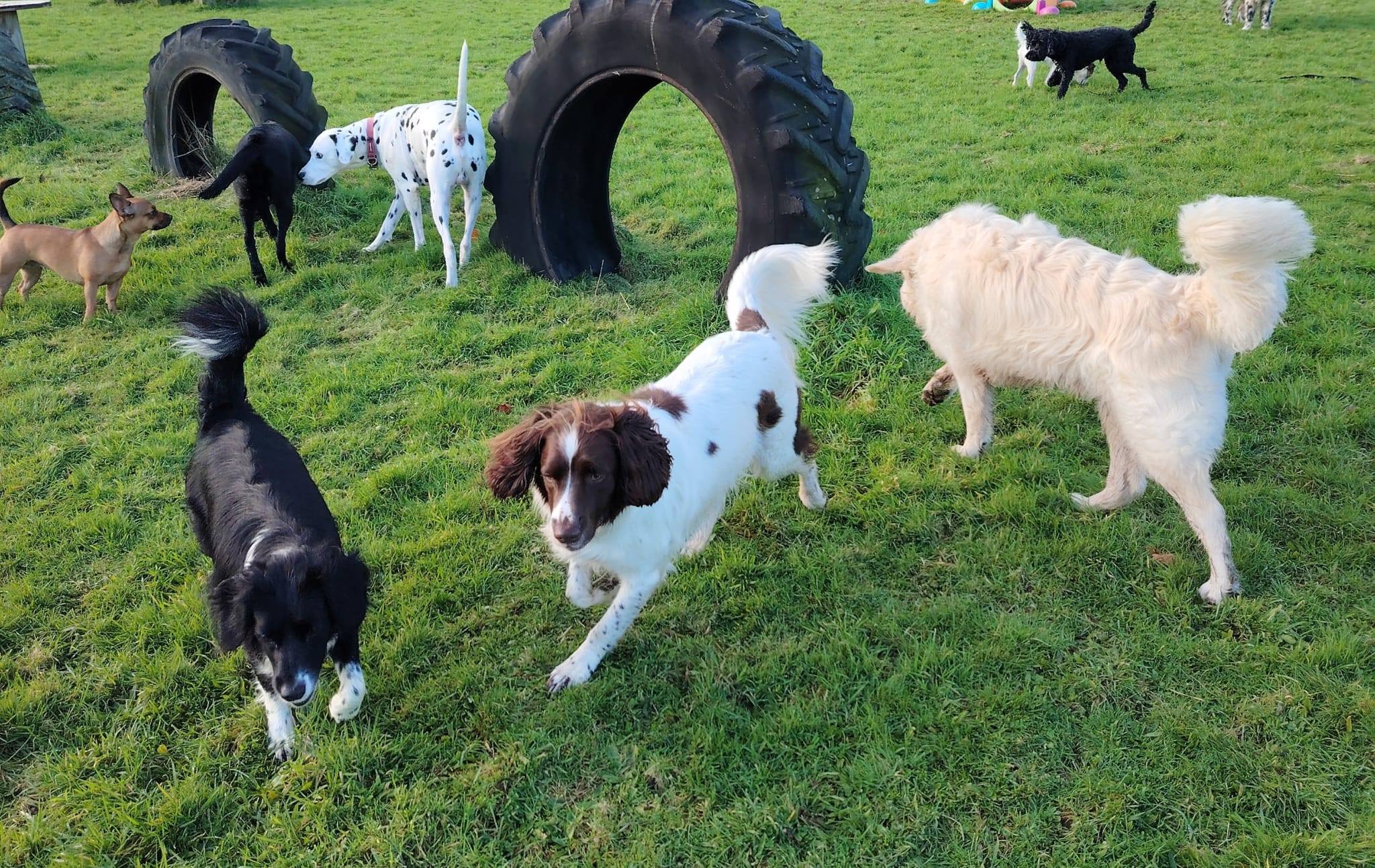 Off the Lead: How Sandy Paws Simplified Dog Walking & Field Bookings with Bewkd